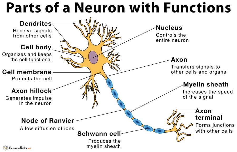 Axon hillock - Wikipedia