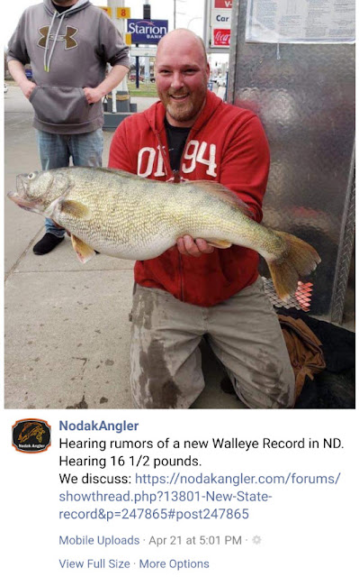 North Dakota Record Walleye caught in April of 2019 by Tom Volk in the Heart River in Mandan North Dakota. 