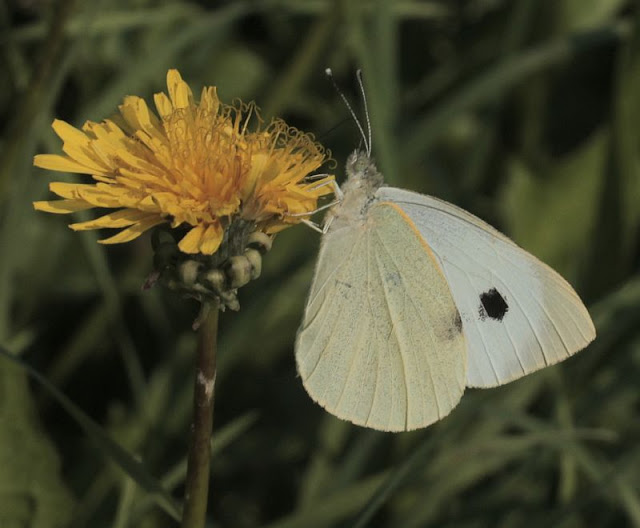 Großer Kohlweißling, Pieris brassicae