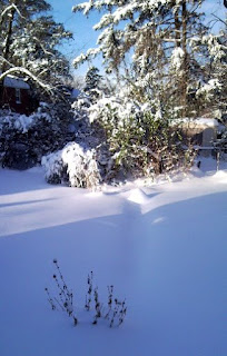 snowy yard