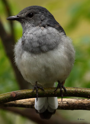 "Oriental Magpie-Robin - female perched on a branch."