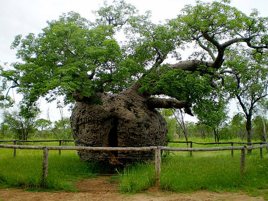 Boab Prison Tree ຕົ້ນ​ໄມ້​ຄຸມ​ຂັງ ຫລື​ ຈະ​ຮຽກ​ໃຫ້​ເຂົ້າໃຈ​ງ່າຍ​ວ່າ ຄຸກ​ຕົ້ນ​ໄມ້ ເປັນ​ຕົ້ນ​ໄມ້​ໂພງ​ຂະໜາດ​ໃຫຍ່ ຢູ່​ທາງ​ຕອນ​ໃຕ້​ຂອງ ເມືອງ Derby ຣັດ​ເວ​ສ​ເ​ທິ​ນ​ອອດ​ເຕຣ​ເລຍ ປະເທດ​ອອດ​ເຕ​ເລຍ ມີ​ຊື່​ສຽງ​ໂ​ດ່ງ​ດັງ​ໃນ​ຖານະ ​ທີ່​ເຄຍ​ຖືກ​ໃຊ້​ເປັນ​ຄຸກ​ຂັງ​ນັກ​ໂທດ​ຊົນ​ເຜົ່າ​ອອດ​ເຕ​ເລຍ​ພື້ນ​ເມືອງ ໃນ​ຊ່ວງ​ປີ 1890 ປະຈຸບັນ​ໄດ້​ມີ​ການສ້າງ​ຮົ້ວ​ອ້ອມ​ດ້ານ​ເພື່ອ​ປ້ອງ​ກັນ​ການ​ຖືກ​ທຳລາຍ