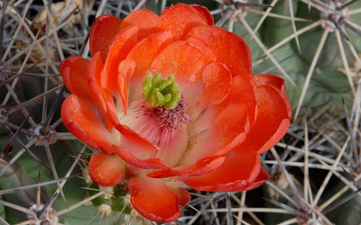 Cactus flower wallpaper 