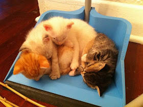 a litter of kittens, funny cats, cat photos, cat pictures