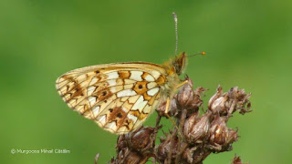 Boloria (Clossiana) selene DSC157418