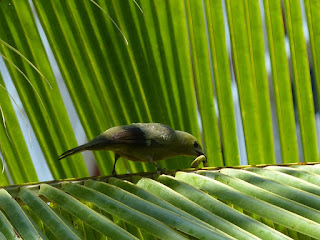 Tangara des palmiers - Thraupis palmarum