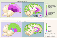 Bird Brain