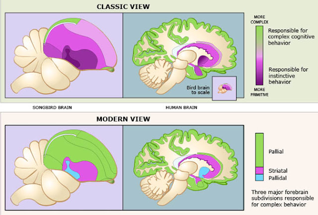 Bird Brain