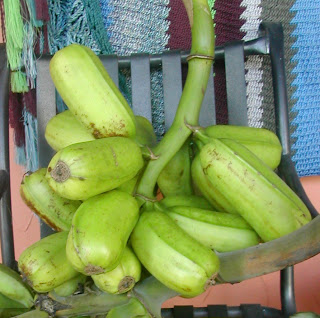 Popoulu banana