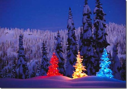 beautifuol trees