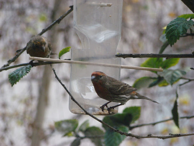 Recycled Bird Feeder