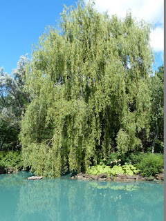 Saule pleureur - Saule de Babylone - Salix babylonica