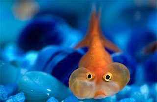 Bubble Eye Goldfish picture