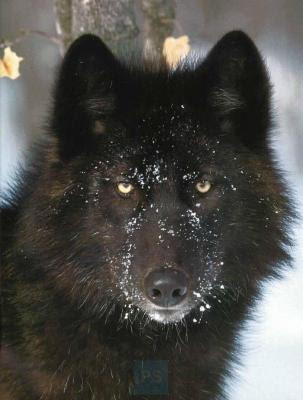 Black Wolf Winter