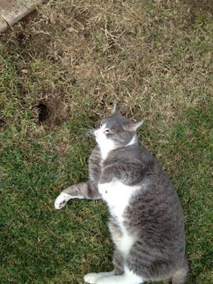 Cat rolling near Gopher hole