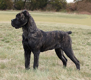 Cane Corso (cane corso )