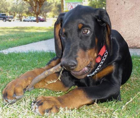 Doberman Pinscher Classified