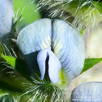 Indian Breadroot. Photograph  © Shelley Banks, all rights reserved. 