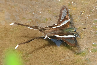 White Dragontail (Lamproptera curius)