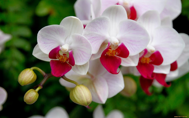 Orquídeas Blancas - Imagen HD de Flores Blancas