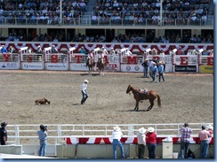 9404 Alberta Calgary - Calgary Stampede 100th Anniversary - Stampede Grandstand - Calgary Stampede Rodeo Tie-Down Roping Championship
