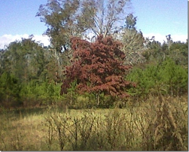 autumn tree
