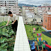 Vegetable Roof Garden