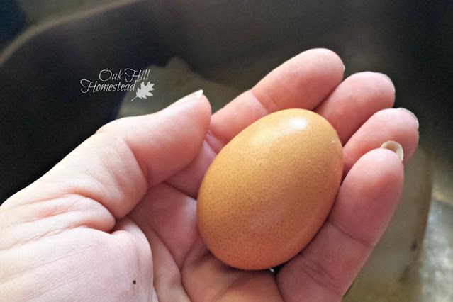 Close-up of a woman's hand holding a brown egg.