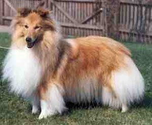 shetland sheepdog breed puppy pets hound picture