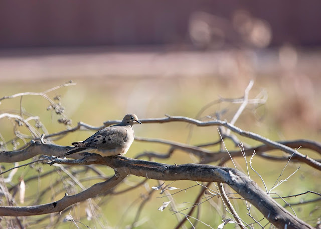 Mourning Dove on Branches Pink and Gold Sacramento NWR California