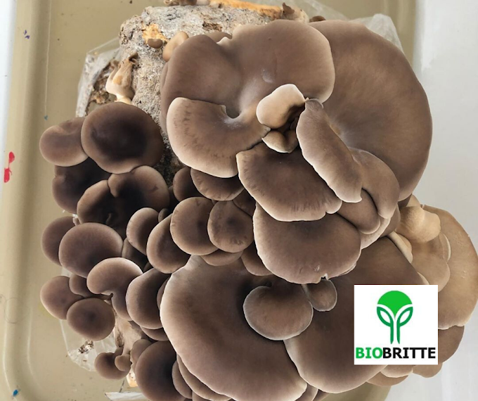 What are mushrooms? | Mushroom Spawn Supplier | Mushroom Learning center Kolhapur |
