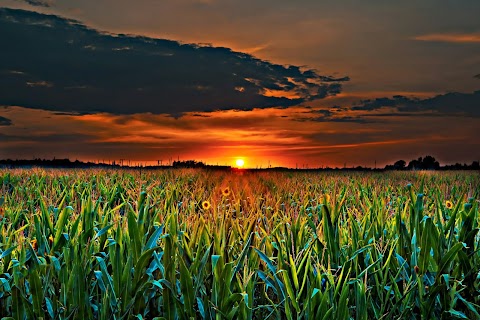 agriculture-clouds-corn-field-sunflower-wallpaper