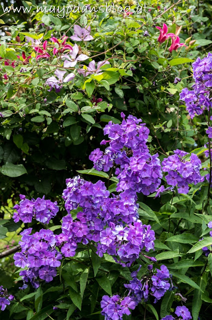 blauer Phlox