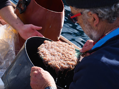 Jonquillo en las excursiones de pesca turismo y turismo marinero de Mallorca y Menorca