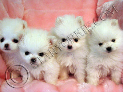 Teacup Yorkie Puppies on Star Yorkie Kennel The Home Of Teacup Puppies