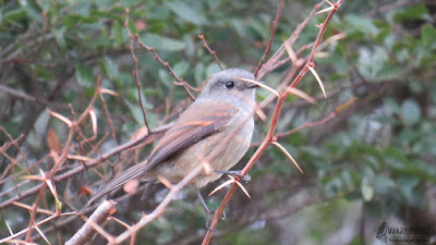 Viudita (Colorhamphus parvirostris), Cerros del Peñol, sector Olmopulli, Maullín