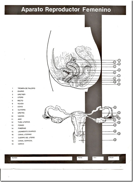 instrumentos musicales 003