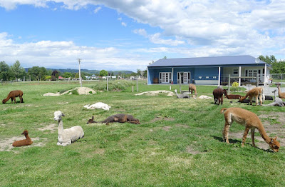 Gem Alpaca Stud, Fairlie