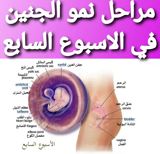 مراحل نمو الجنين بالصور أسبوعيا