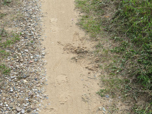 covered scat in a sandy driveway