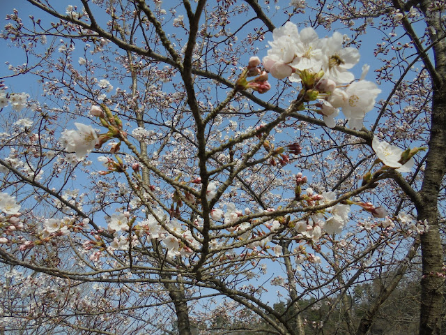 ソメイヨシノ桜も満開でした