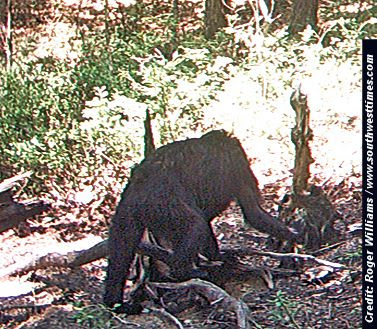 Is This Bigfoot? Unidentified Animal Seen On Trail Cam 