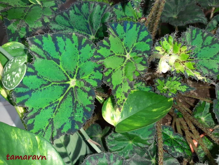 Begonia bowerae 'Persian Brocade'