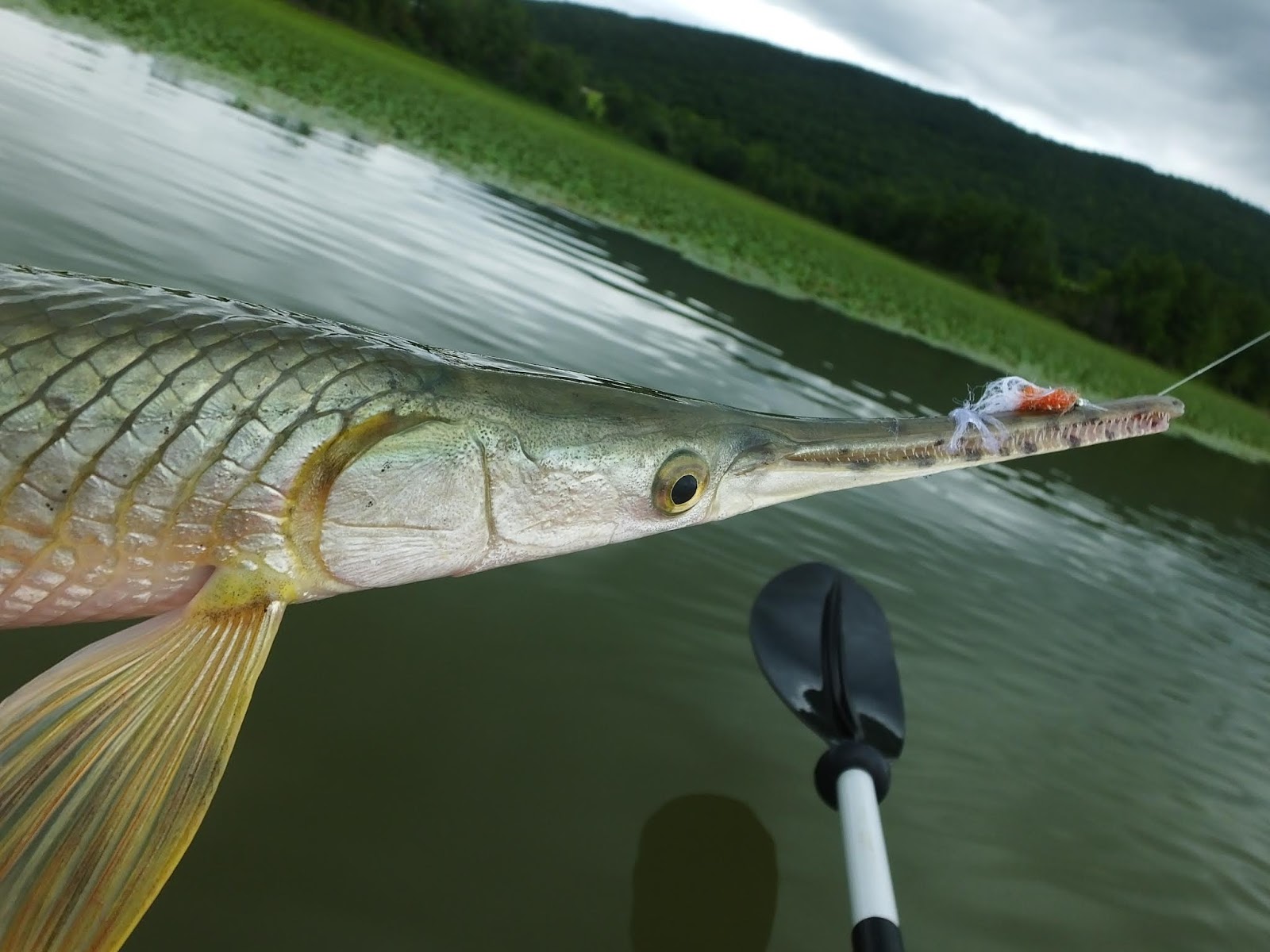 Connecticut Fly Angler: Sticking Hard-Mouthed Fish with the Fly Rod