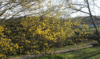 More blossom, this time on the cherry tree