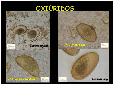 Oxiúridos en reptiles