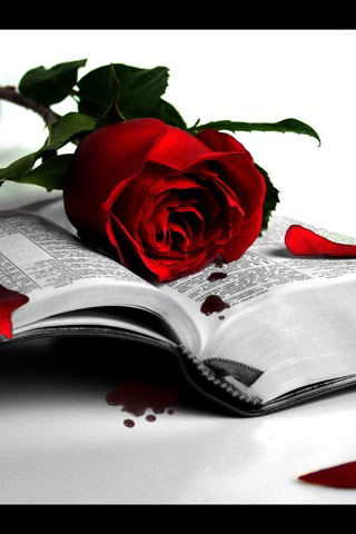 wallpapers of roses. Red roses wallpaper widescreen