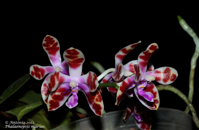 Phalaenopsis mariae