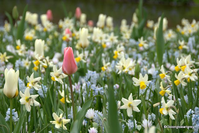 Tulip, Keukenhof, The Netherlands