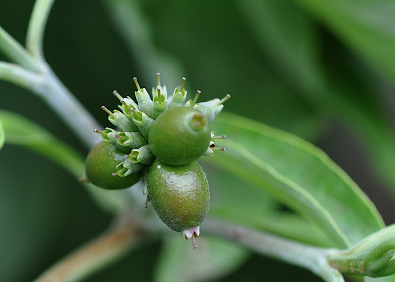 dogwood berries in summer